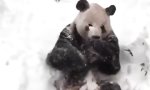 Funny Video : Panda genießt mal wieder den Winter