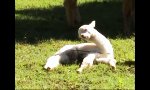 Alpaca-Baby kämpft mit dem Schlaf