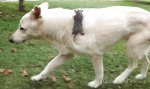 Schäferhund adoptiert Opossum