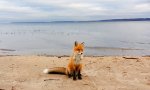 Fuchs am Strand                 