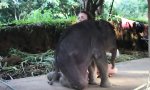 Lustiges Video : Elefantenbaby will Kuscheln