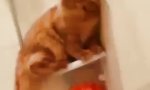 Funny Video : Die Katze im Badezimmer