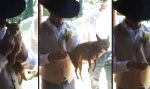 Aufzieh-Chihuahua