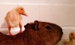 Lustiges Video : Bad nehmen mit den Chicks