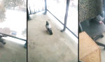 Funny Video - Diese Taube ist nicht die Hellste