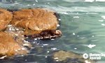 Lustiges Video : Kuschelstunde bei Familie Otter