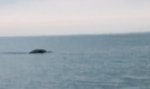 Movie : Monster von Loch Ness auf Kamera
