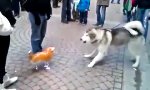 Movie : Husky vs aufblasbare Katze