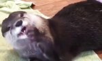 Otter und seine Snackbar