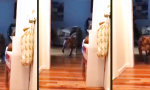 Funny Video : Auf leisen Pfoten