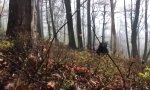 Movie : Was kommt da aus dem Unterholz?