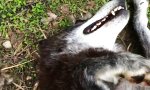 Lustiges Video : Ein glücklicher Wolf