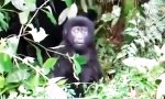 Funny Video : Kleiner Gorilla ganz groß