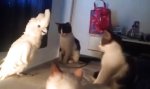 Lustiges Video - Ein Kakadu unter Katzen