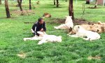 Funny Video : Der Tiger, mein Leibwächter