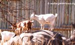 Funny Video : Ziegen und Rhinos