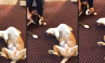 Lustiges Video : Hund trollt seinen Kollegen