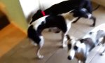 Funny Video : 3 Hunde allein zu Haus