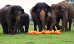 Elefantastische Halloweenparty