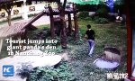 Lustiges Video : Panda-Wrestler