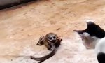 Funny Video : Katze vs Schlange vs Frosch