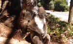 Lustiges Video : Koala wird rausgeschmissen