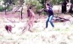 Konfrontation mit einem Känguru