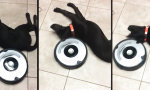 Lustiges Video - Fauler Hund und Staubsaugerroboter