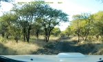 Movie : Antilopen-Kamikaze