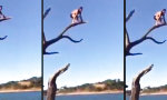 Funny Video : Vom Baum ins Wasser