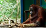 Orangutan Säge-Duell