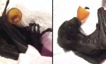 Lustiges Video - Bat-Baby verliert Nuckel