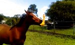 Pferd tobt sich an Gummihuhn aus