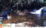 Lustiges Video : Unsanfte Flussüberquerung
