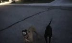 Lustiges Video : Polizist handhabt agressive Hunde