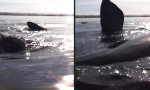 Auf dem Buckel eines Buckelwals surfen