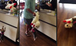 Funny Video : Ein waschechter Schäferhund