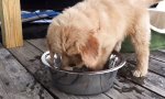 Funny Video : Wasserbett fürs Hündchen