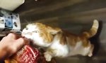 Lustiges Video : Katze auf Toastbrotjagd