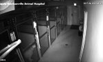 Lustiges Video : Ausbruch aus der Tierklinik