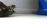 Movie : Cuteness Overload - Schildkröte niest