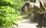 Lustiges Video : Gewohnte Flora, überraschende Fauna