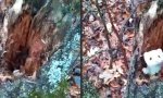 Lustiges Video : Hermelinchen im Baumstumpf
