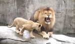 Hallo Papa Löwe