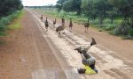 Der Emu-Flüsterer