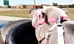 Lustiges Video : Biker Schweinchen