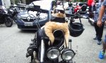 Movie : Garfield ist unter die Biker gegangen