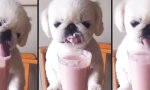 Lustiges Video : Milchshake, lecker!