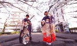 Movie : Shamisen unter Kirschblüten