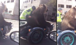 Funny Video : Mal eben den Bären lüften